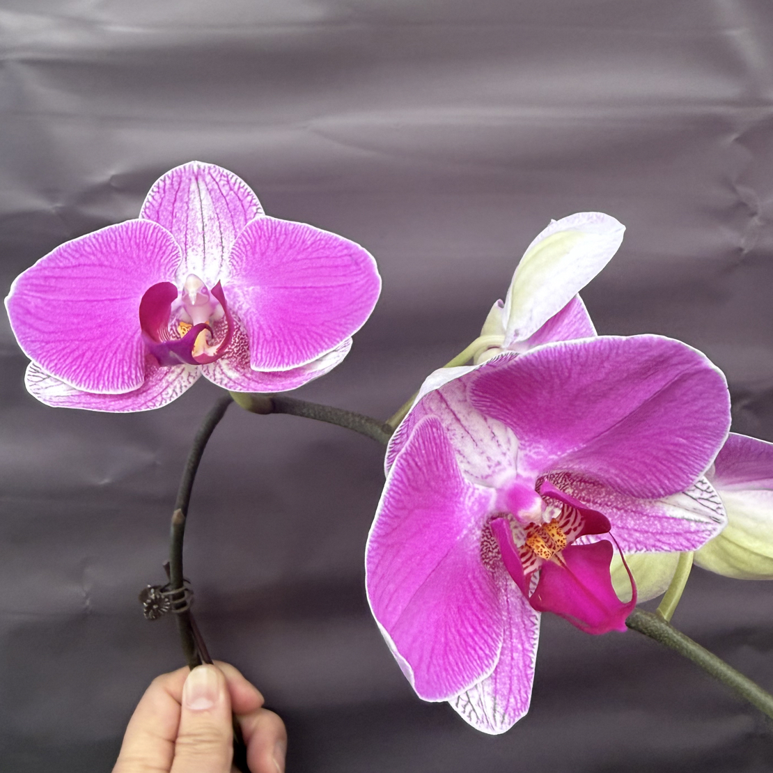 鲜花《情人2号》蝴蝶兰云南源头产地直发