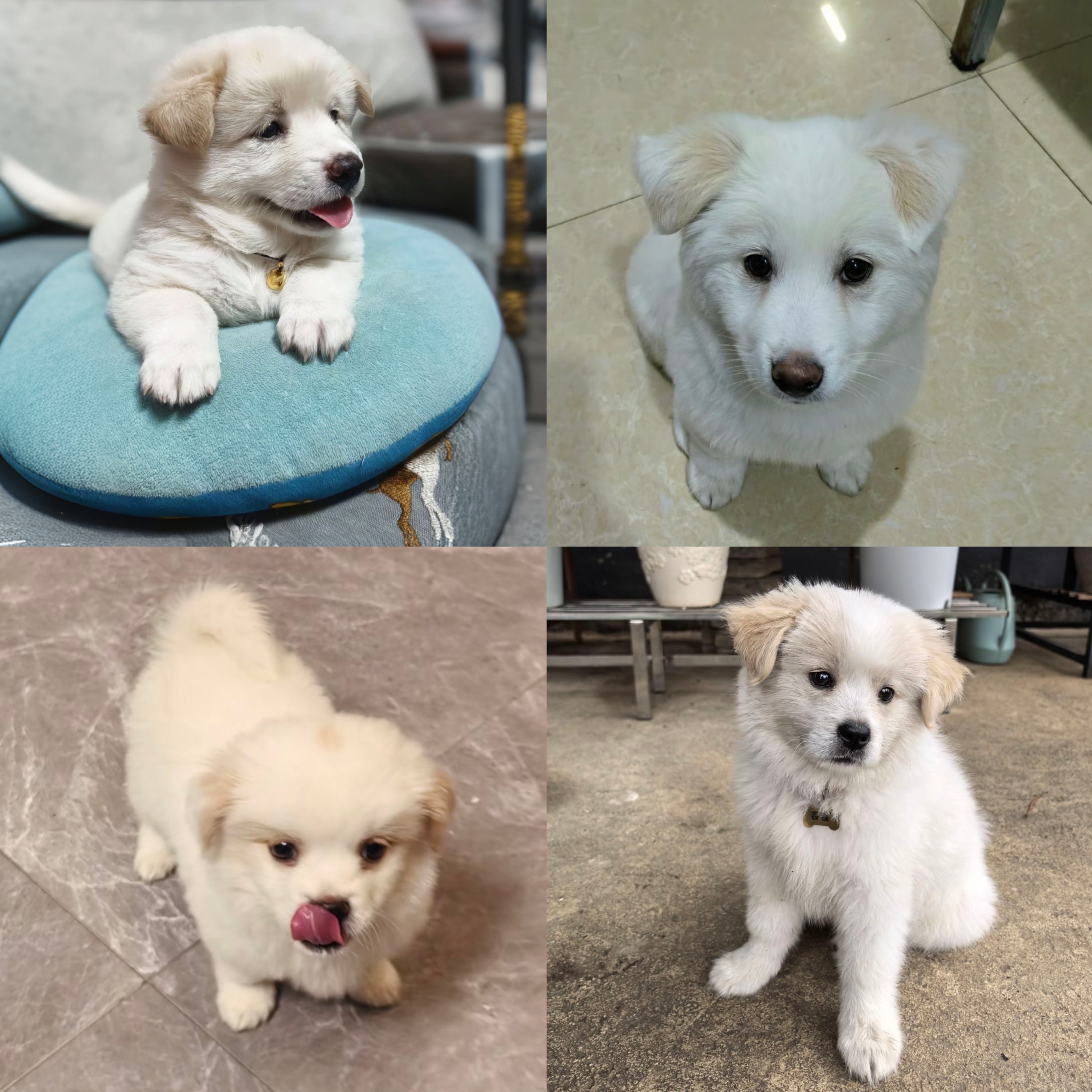 （贝贝❤️❤️）宠物活体狗狗专用链接三