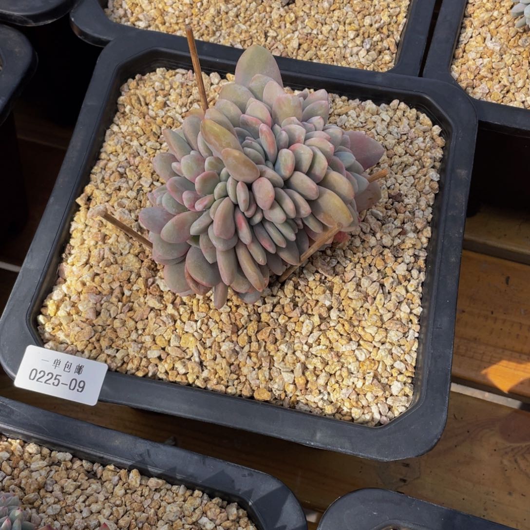 就**紫0225-09-粉兔缀化。。。。。。多肉