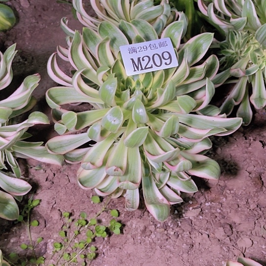 209青莲多肉植物