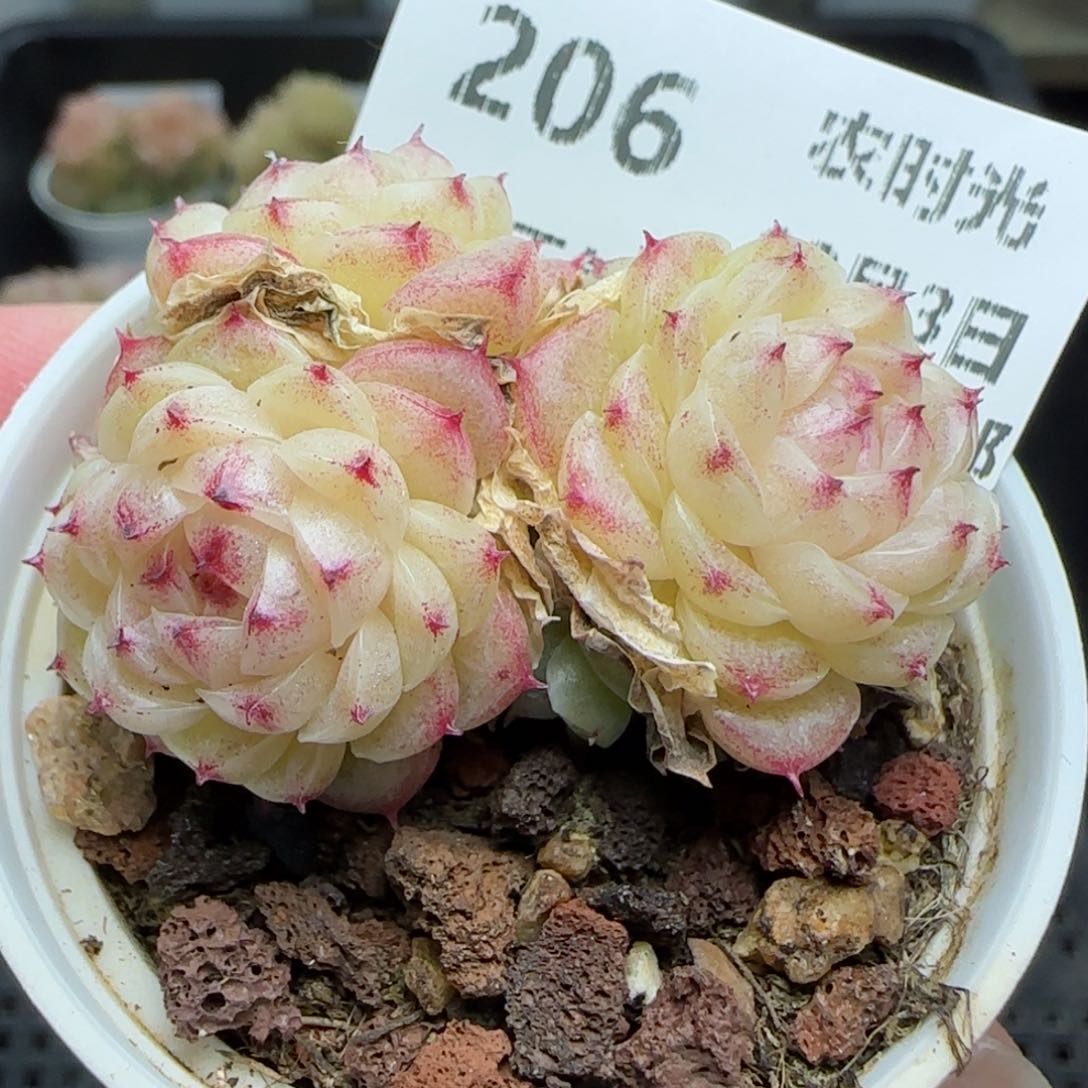 0203-206（小魔仙）