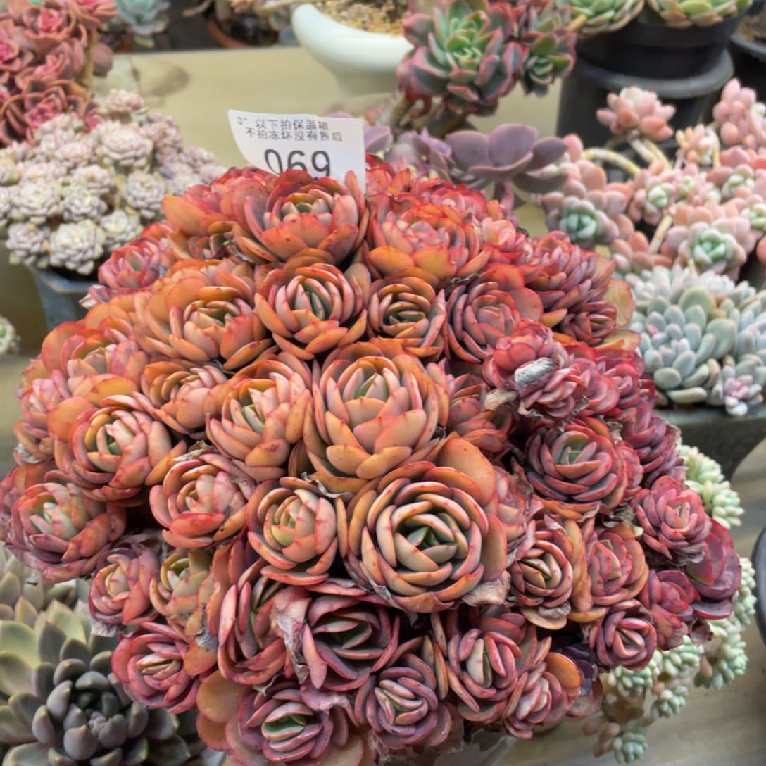 广****司黑大帅多肉69秀妍