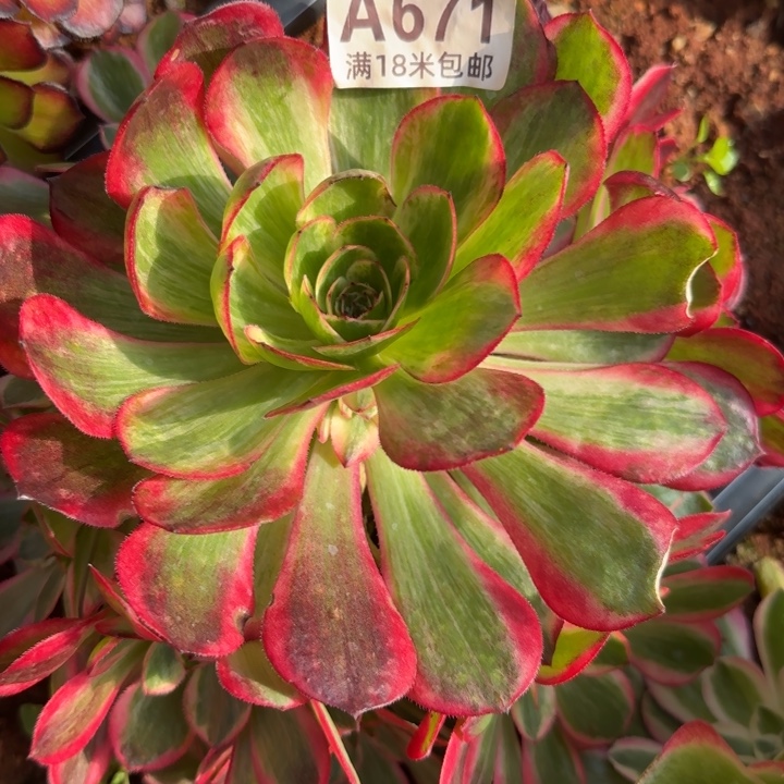 多肉法师痴心朵朵