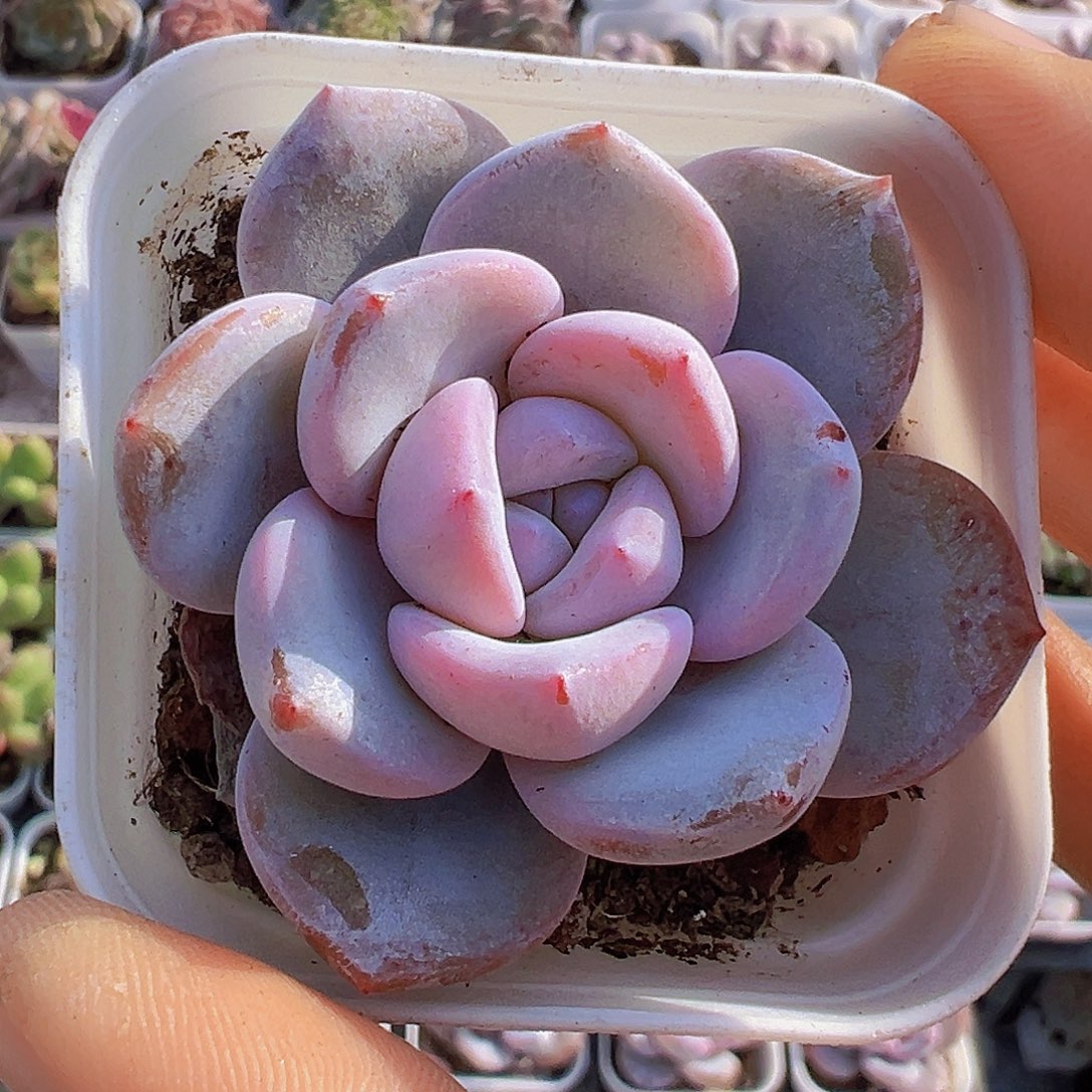 5.5盆韩版奶茶2颗多肉