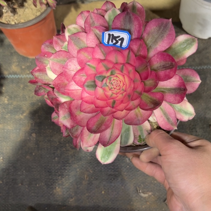 倾城1157法师多肉