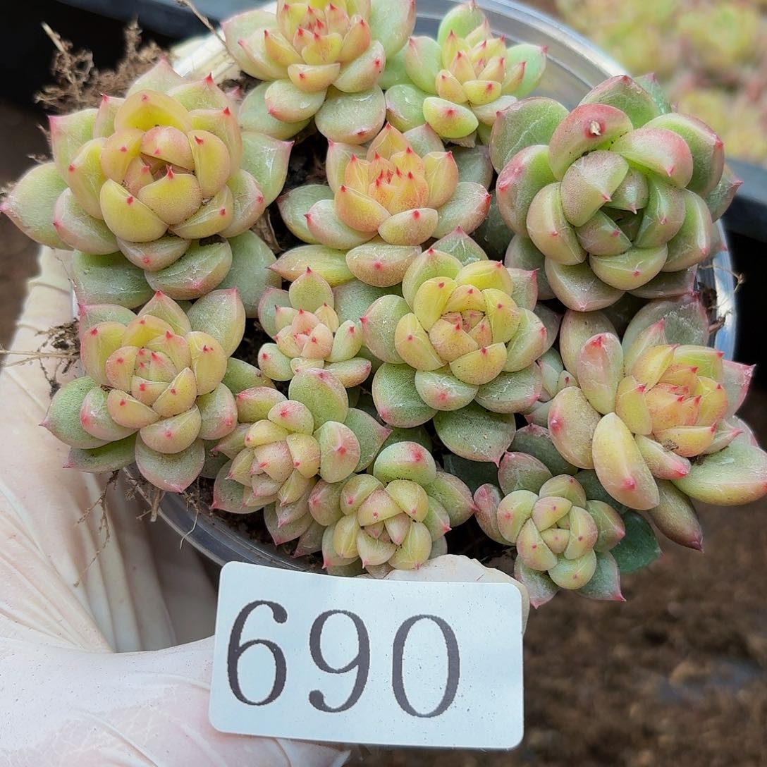 多肉植物多肉植物690