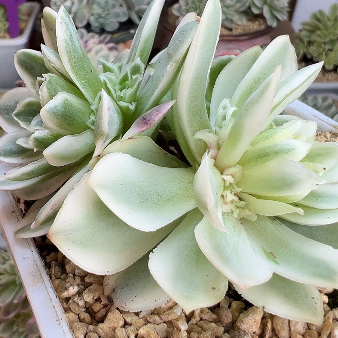 山地玫瑰锦秋夕1479号