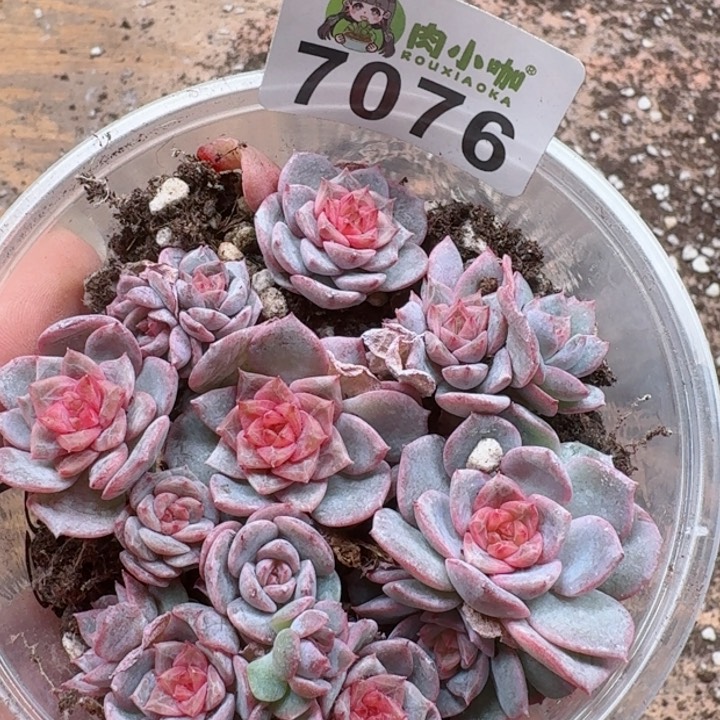 多肉植物多肉植物