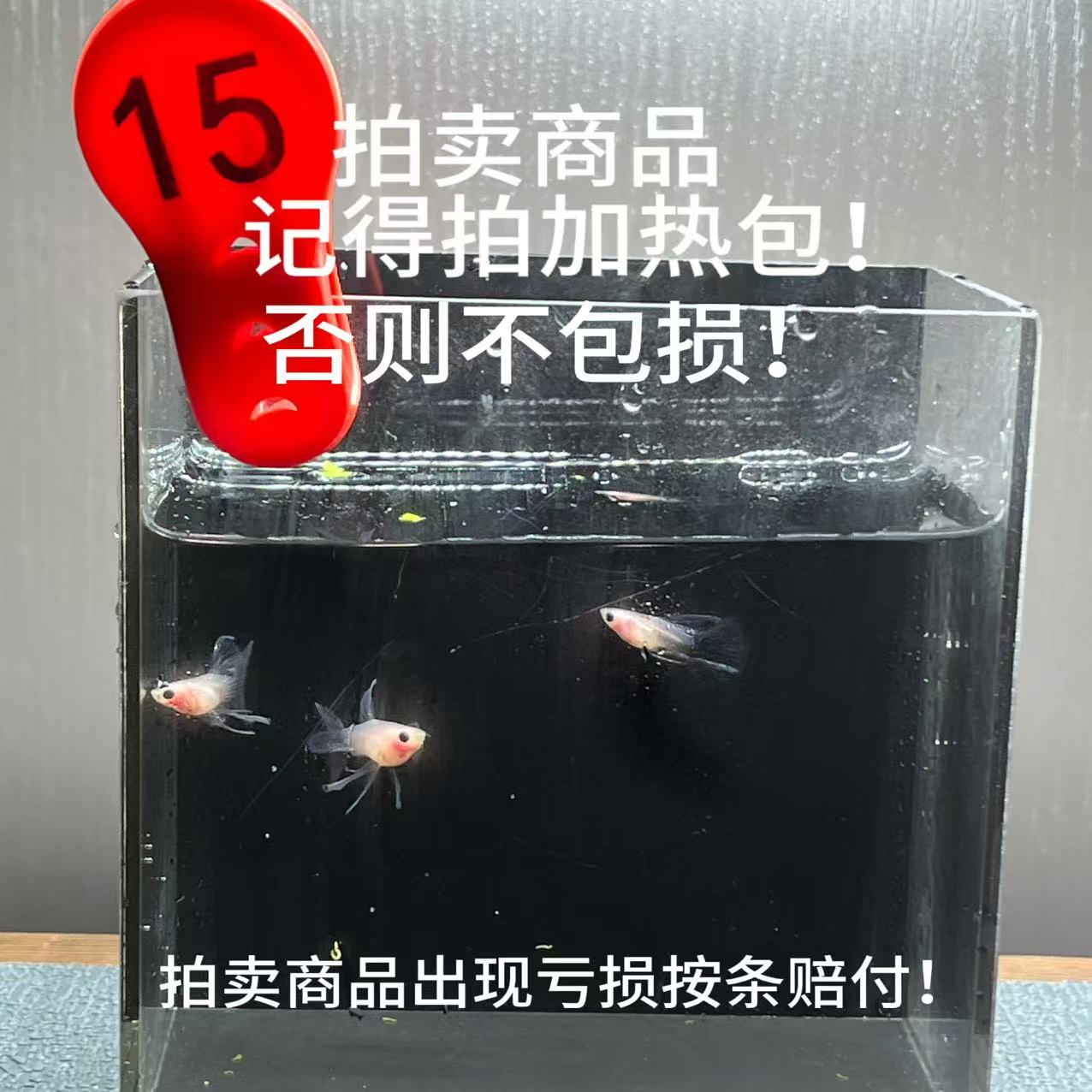 超透蓝礼服长公3条编号15