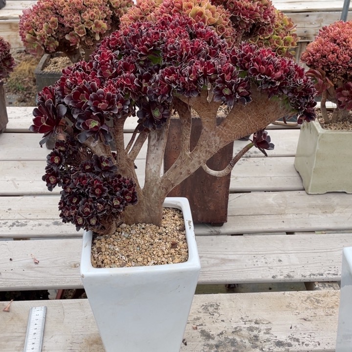 温**?多肉植物的生长发育