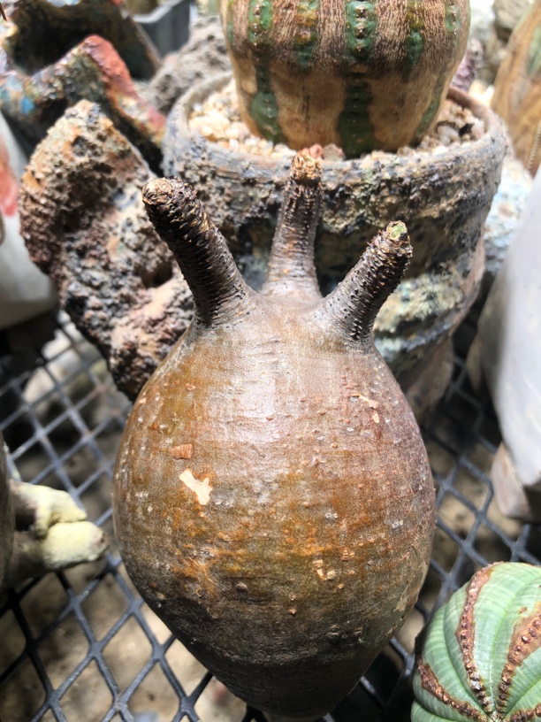 原产地象牙宫 一物一拍