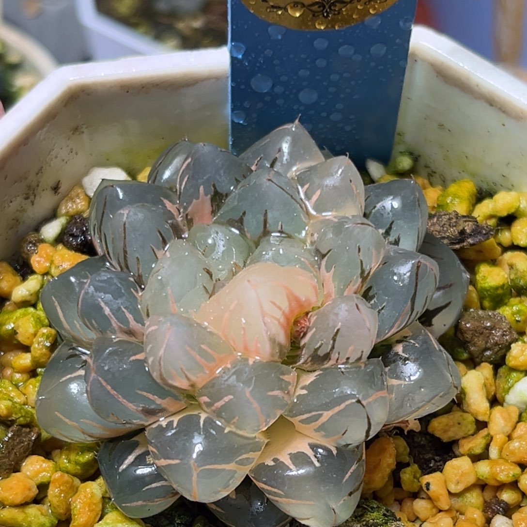 恭喜发财大吉大利610