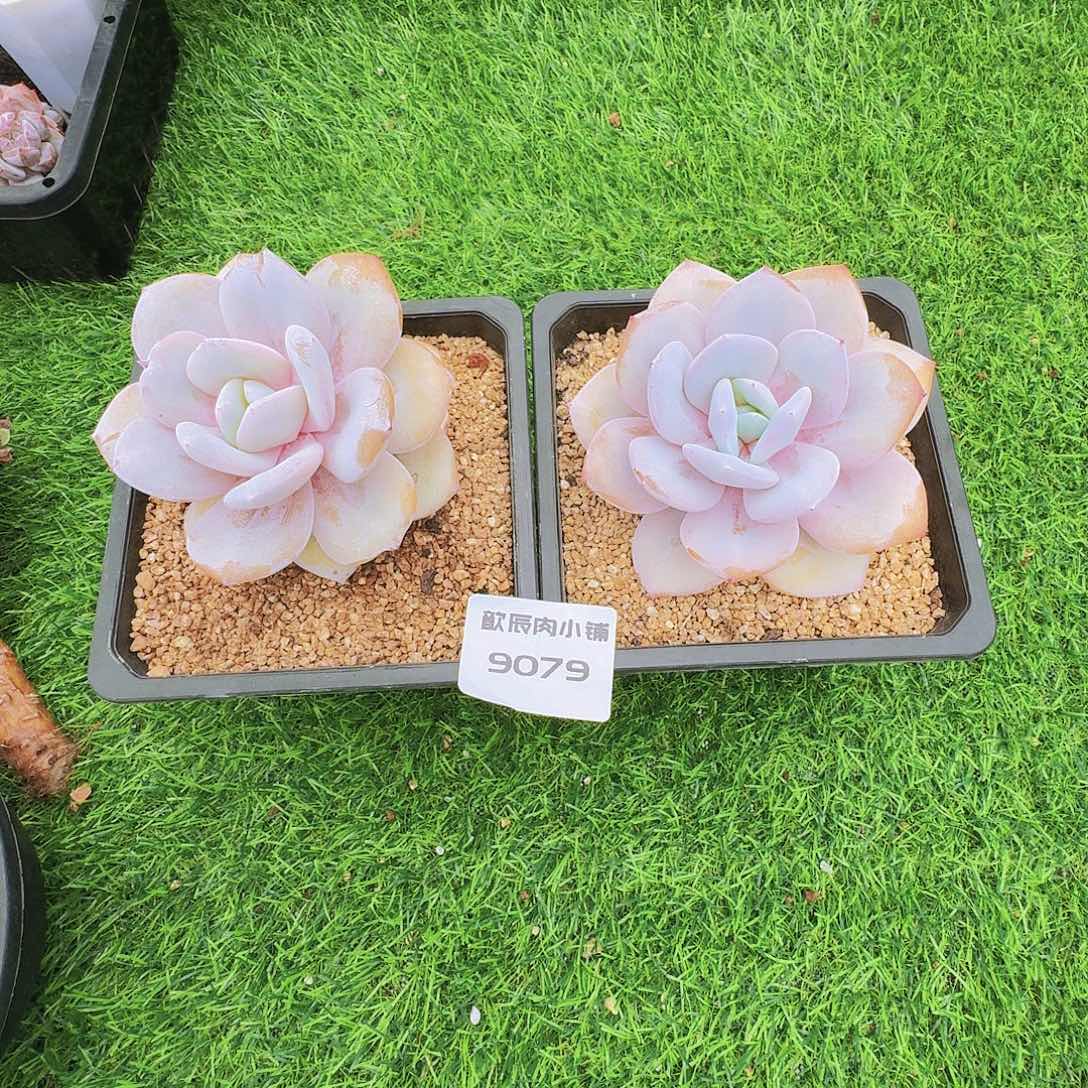 多肉植物奶茶单头两颗9079