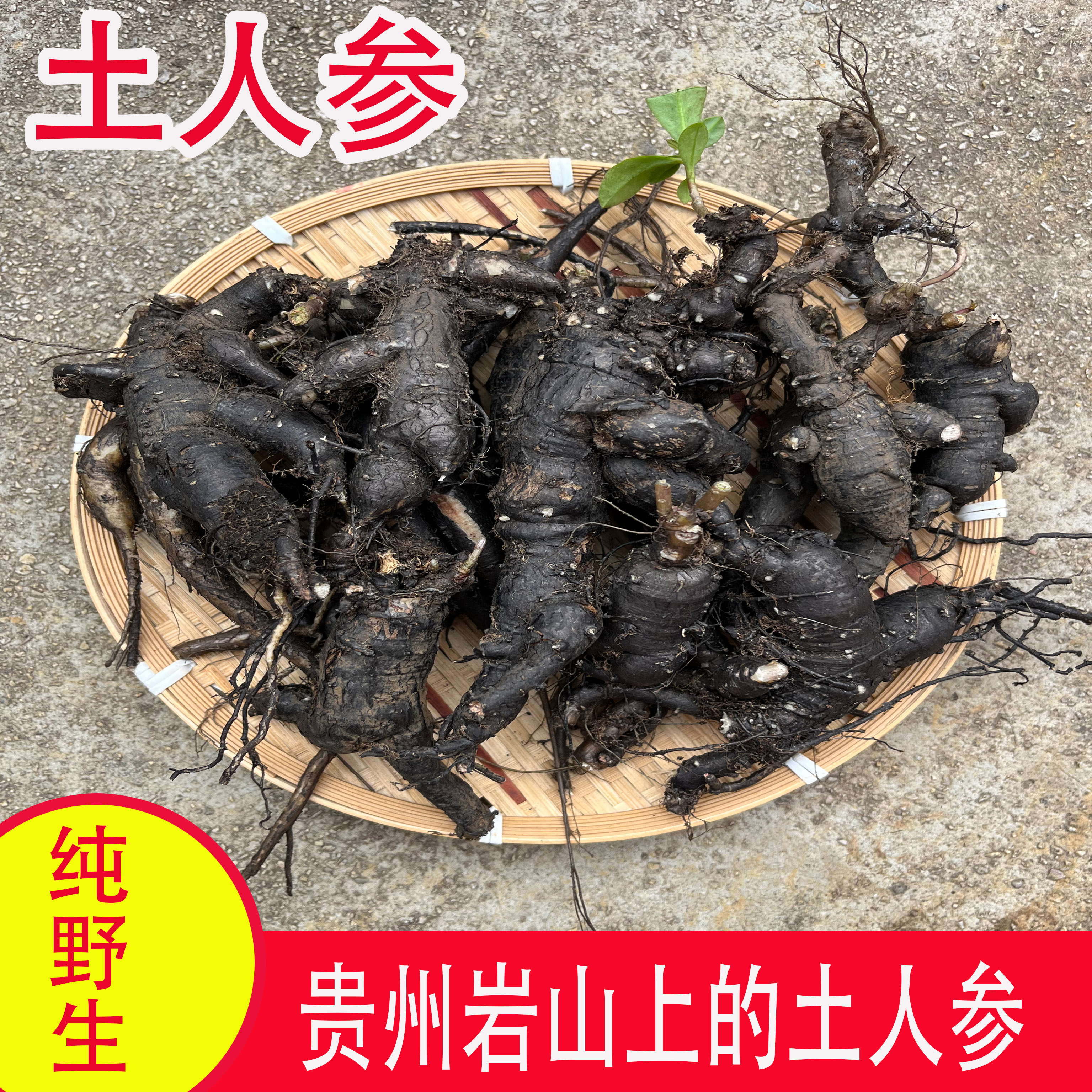 生长在石头上的土人参纯野生好货