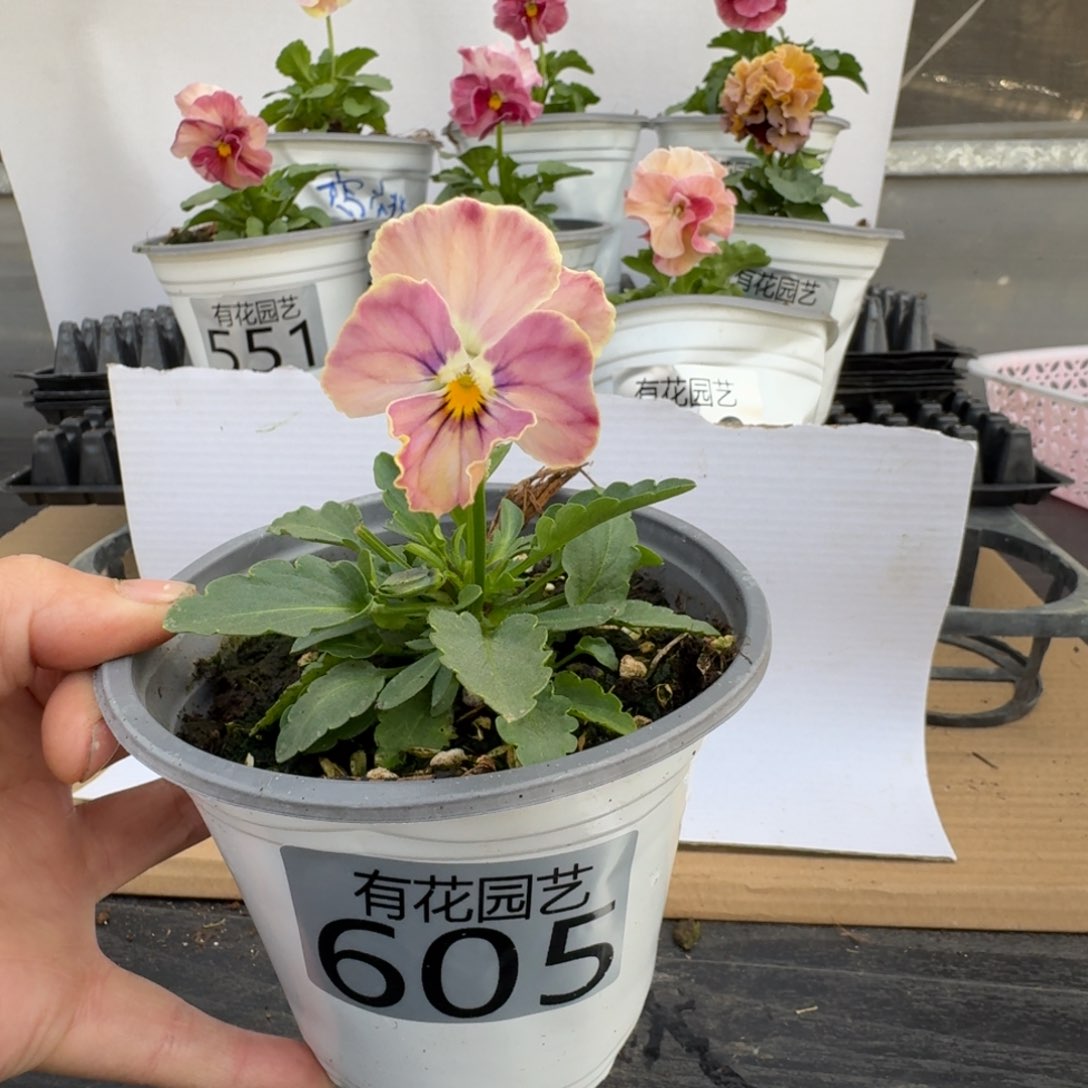 无花朵605号角堇