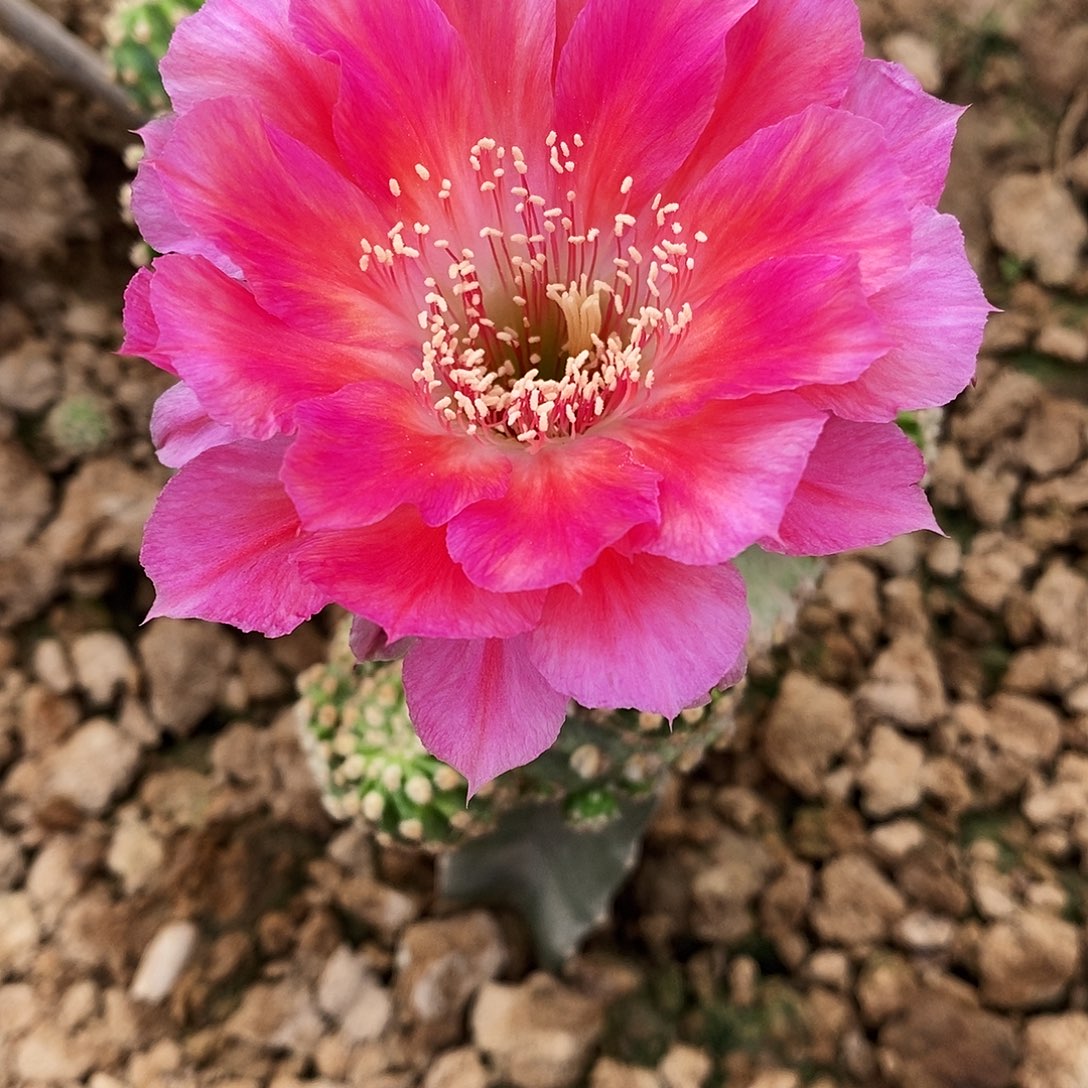 丽 绯云洛侧芽歪20包邮/4公分