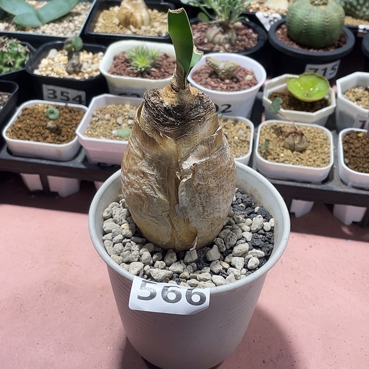 致***春566产地巨凤之卵块根