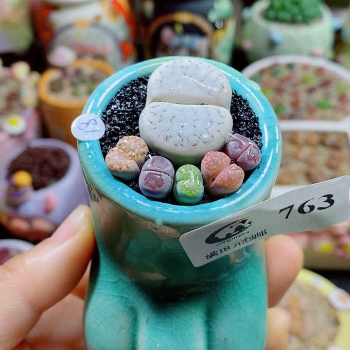 生石花花花花花花763