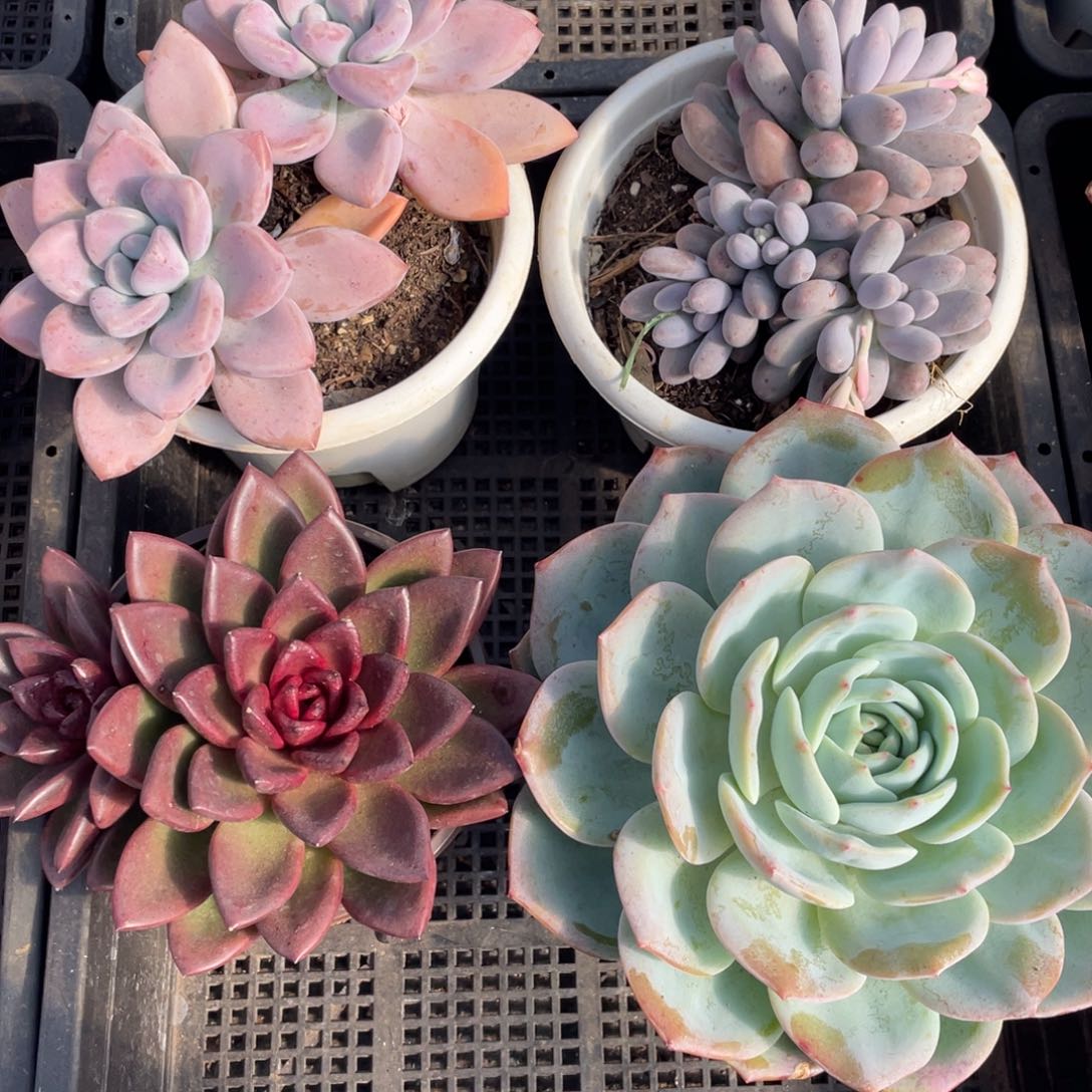 筐拍四棵 一物一拍