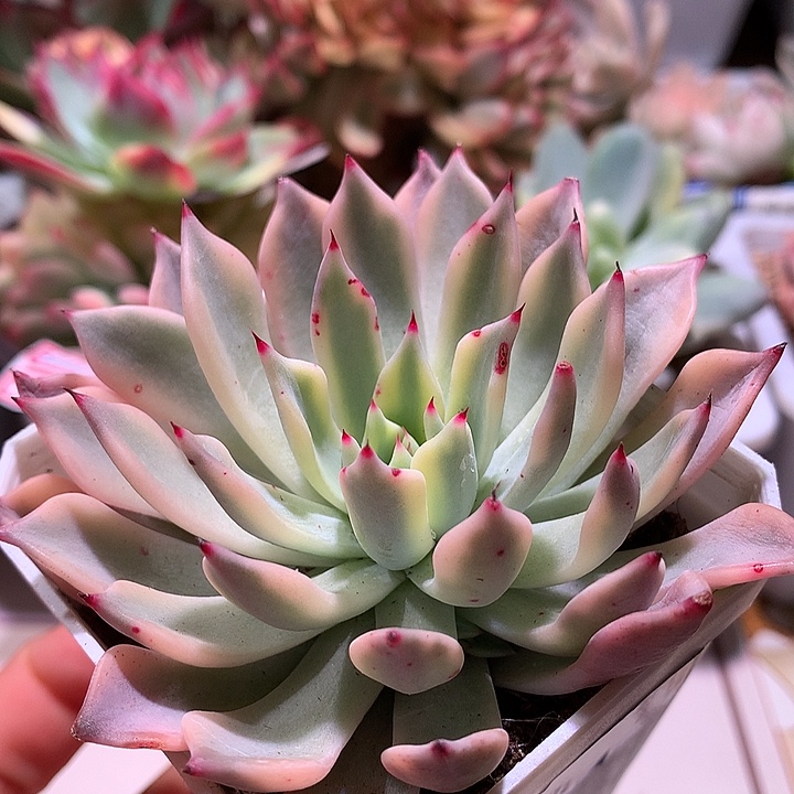 红爪锦锦腹轮锦锦锦