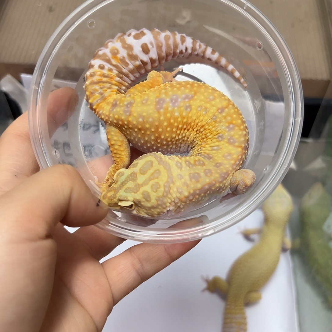 豹纹守宫豹纹守宫