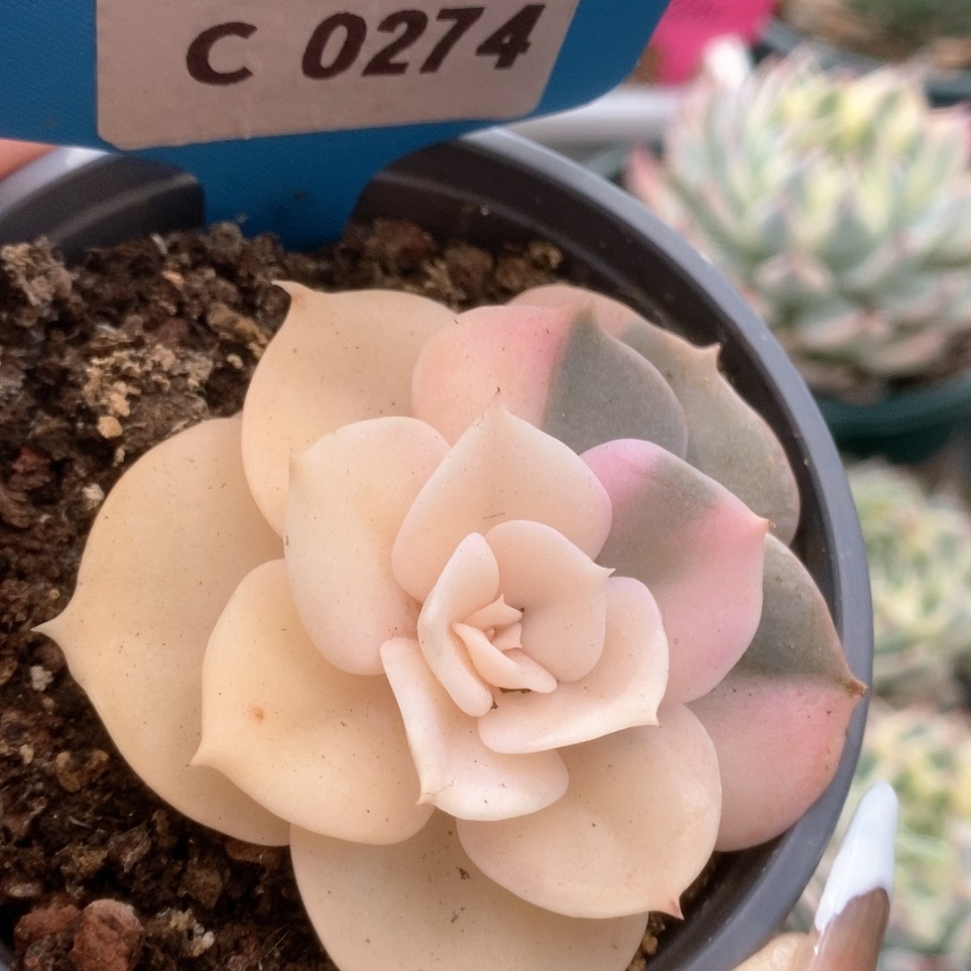 274双子座锦锦锦锦锦锦锦