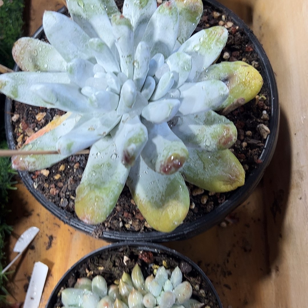 拇指群老桩多肉植物