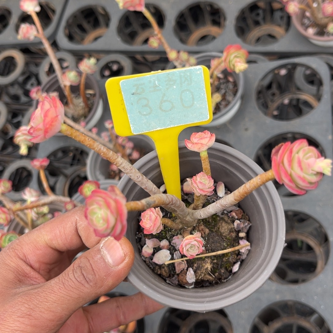 云尘多肉一物一拍360