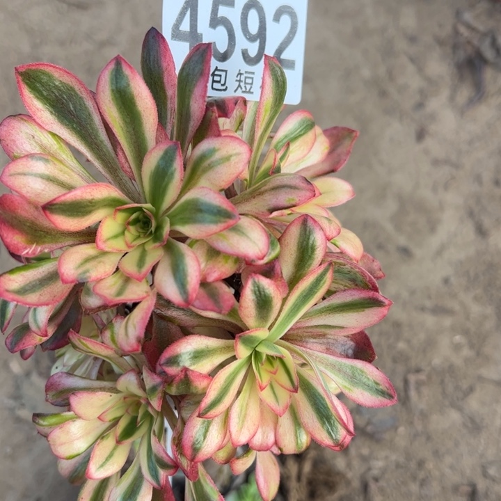 4592一克拉恋人多肉植物砍头