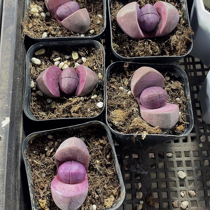 紫元宝6.8带盆土发