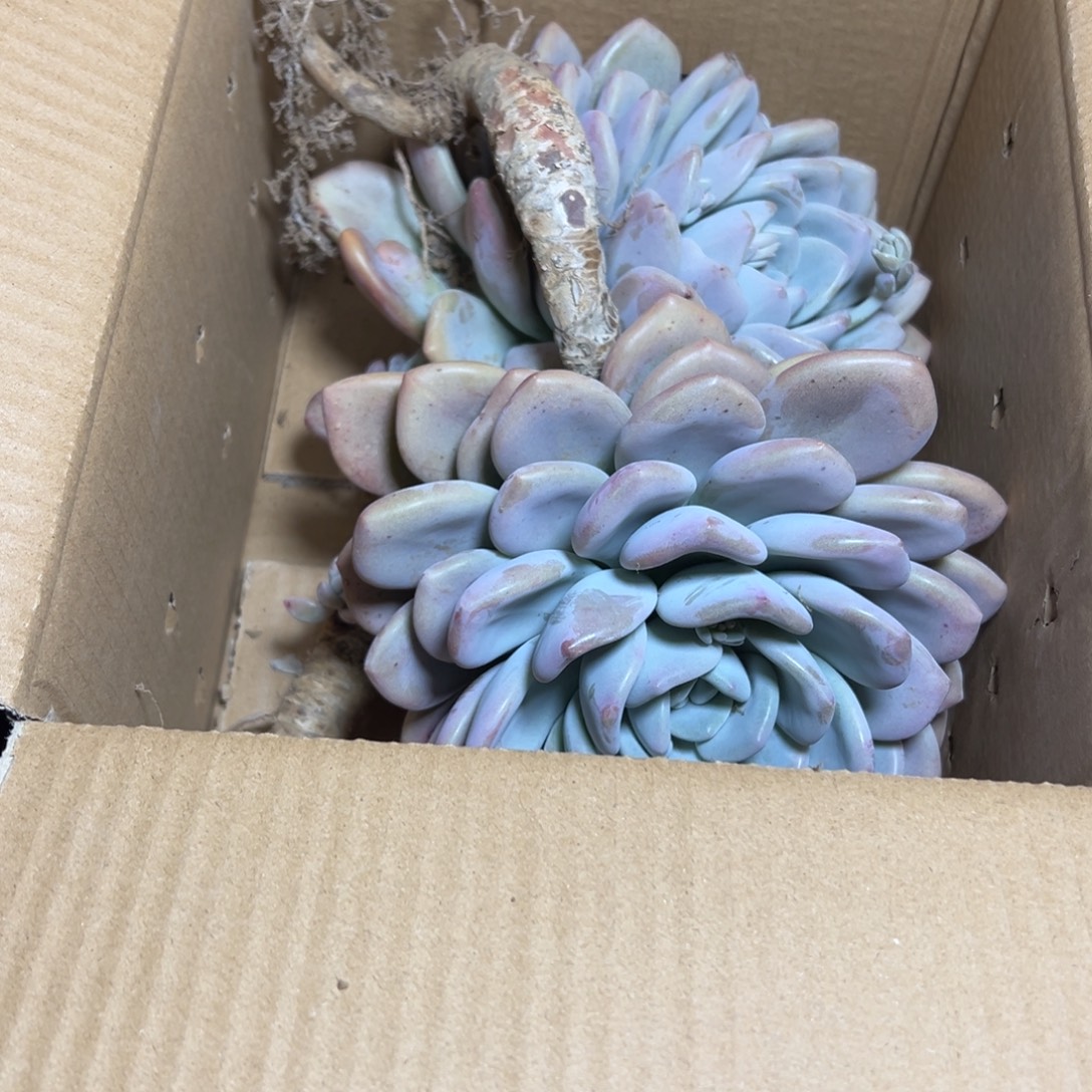 地栽奥普琳娜单头2棵（包邮不包损）