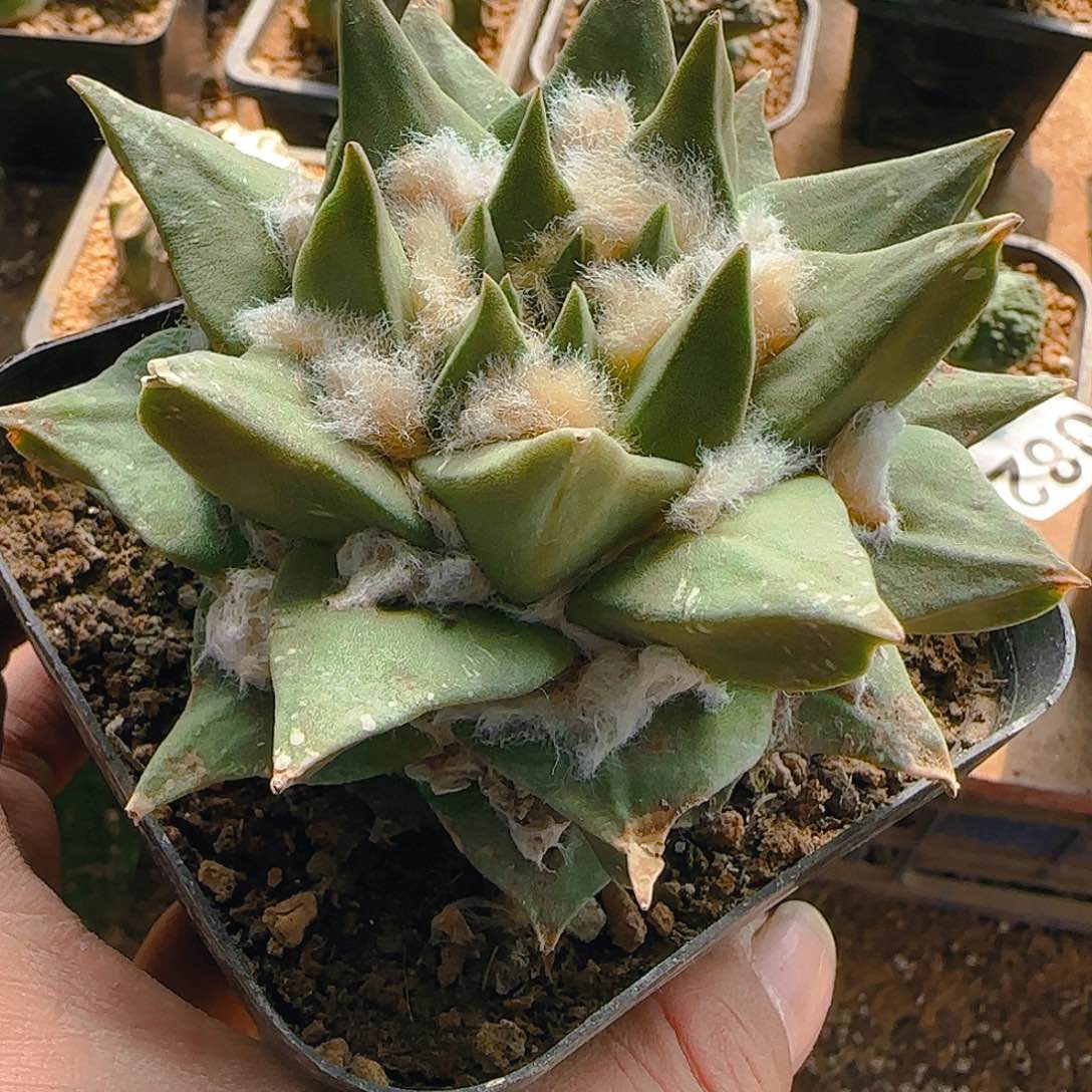 自根龙牙055仙人球