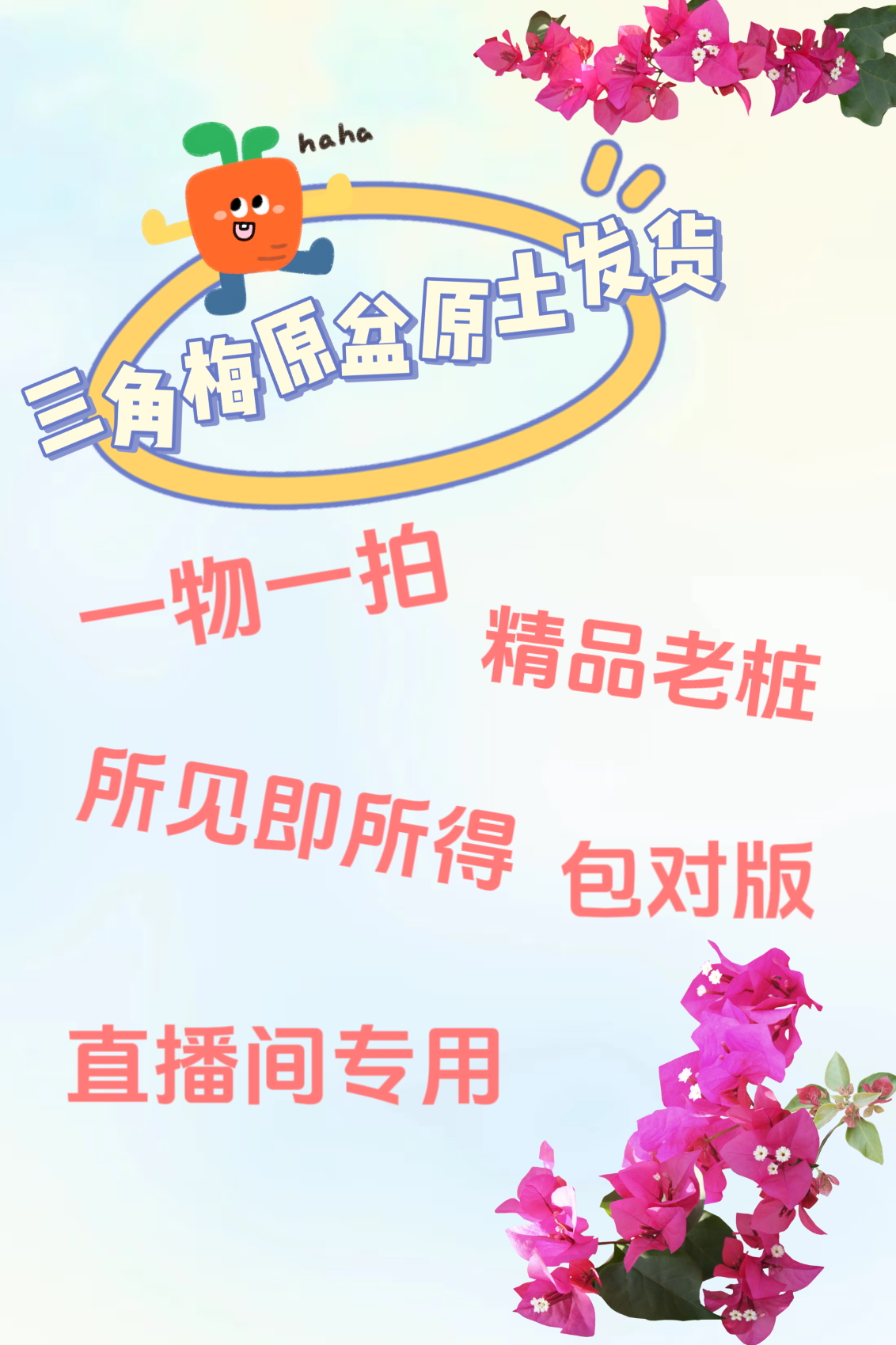 精品三角梅一物一拍链接老桩三角梅