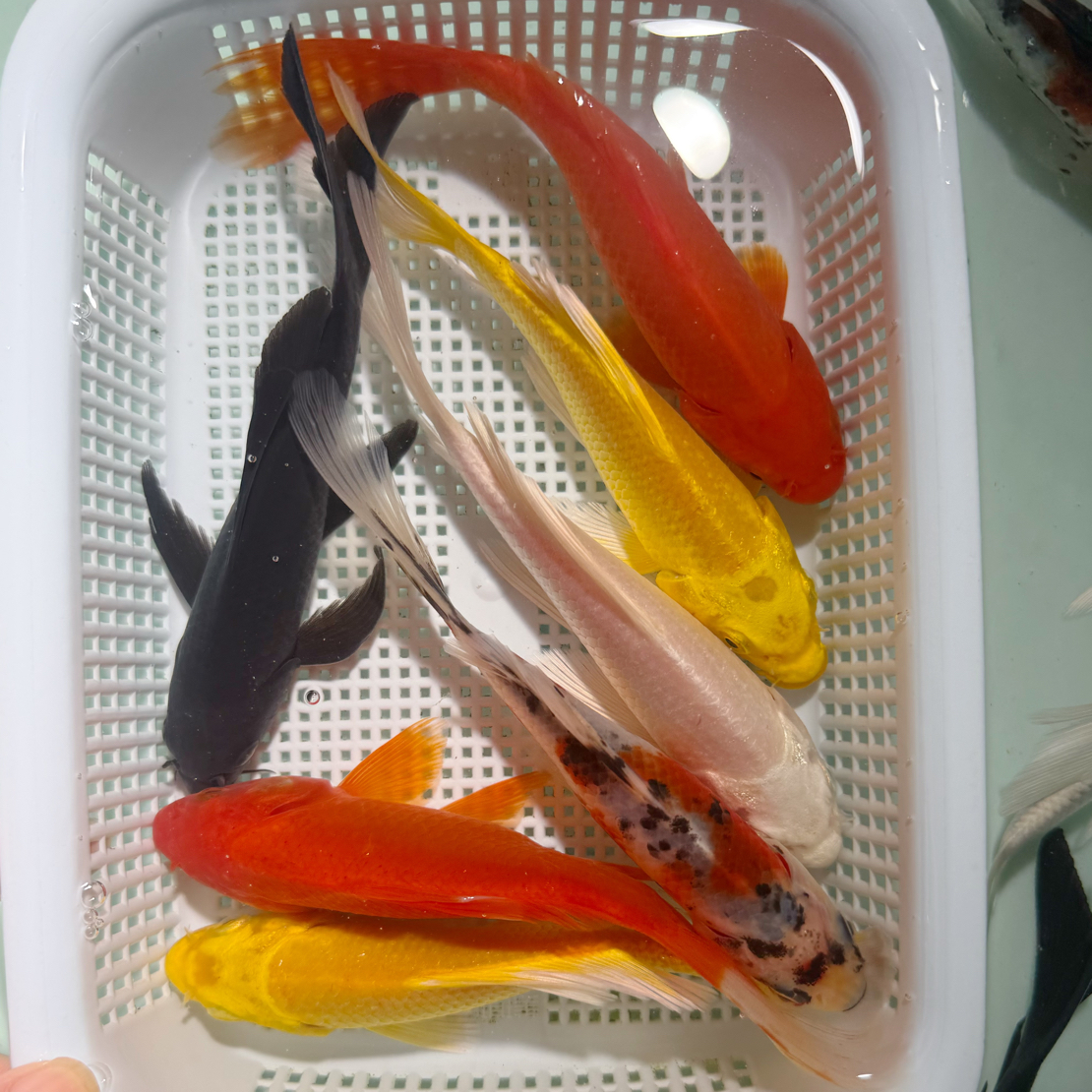 【2黄2红1水墨1白1黑】12-14公分冷水观赏鱼皮实好养耐活包邮