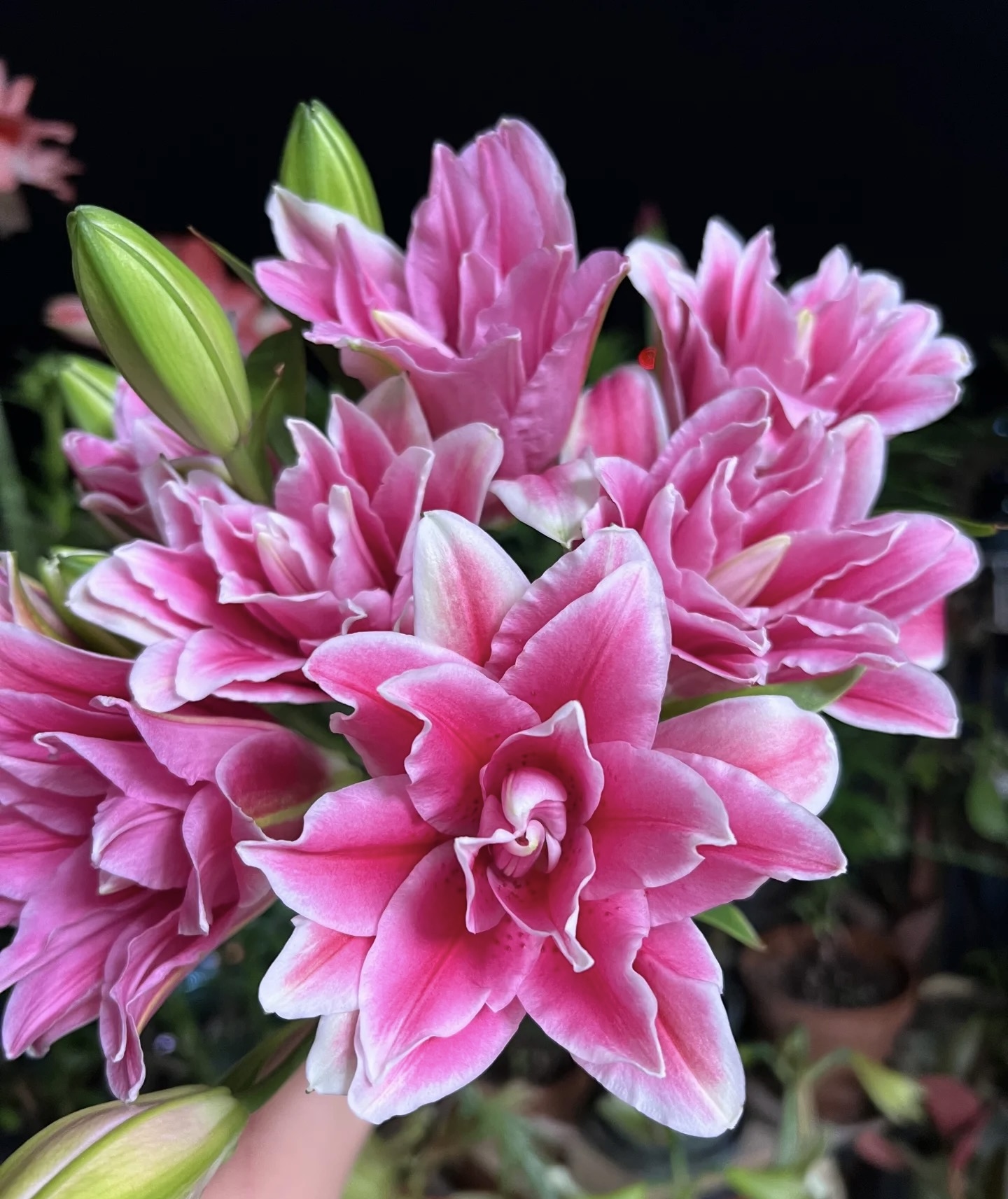 【西亚拉重瓣香水百合】任意两单及两单以上鲜花顺丰包邮发货