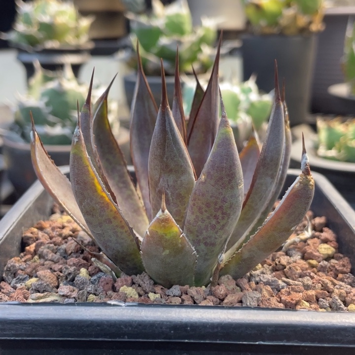 【闪购商品】上帝之手。