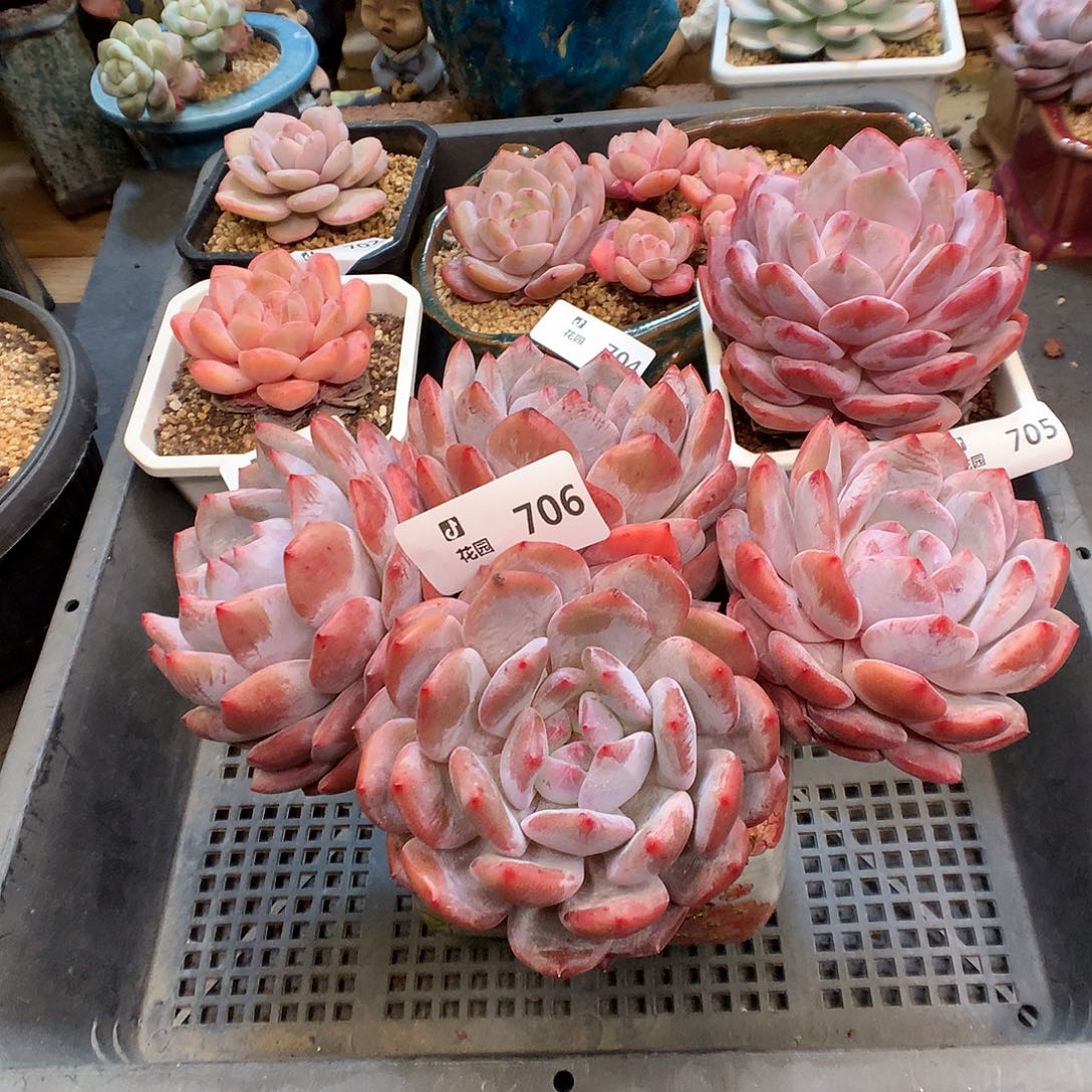 706紫皮多肉植物66666