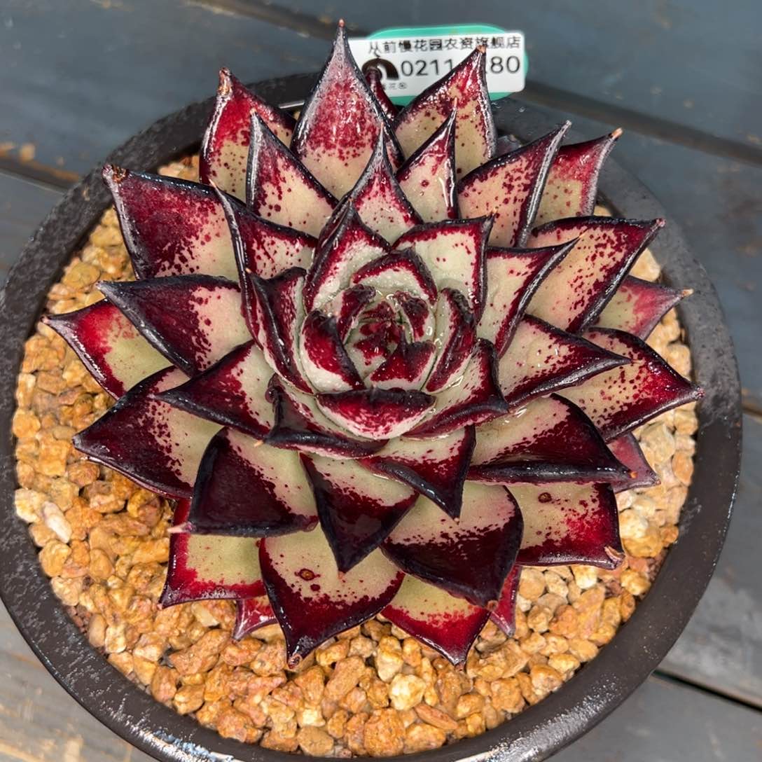 从前慢多肉精选编号0211.280