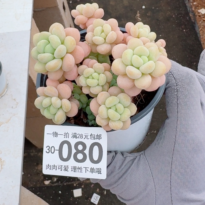 洛可可多肉多肉多肉植物多肉多