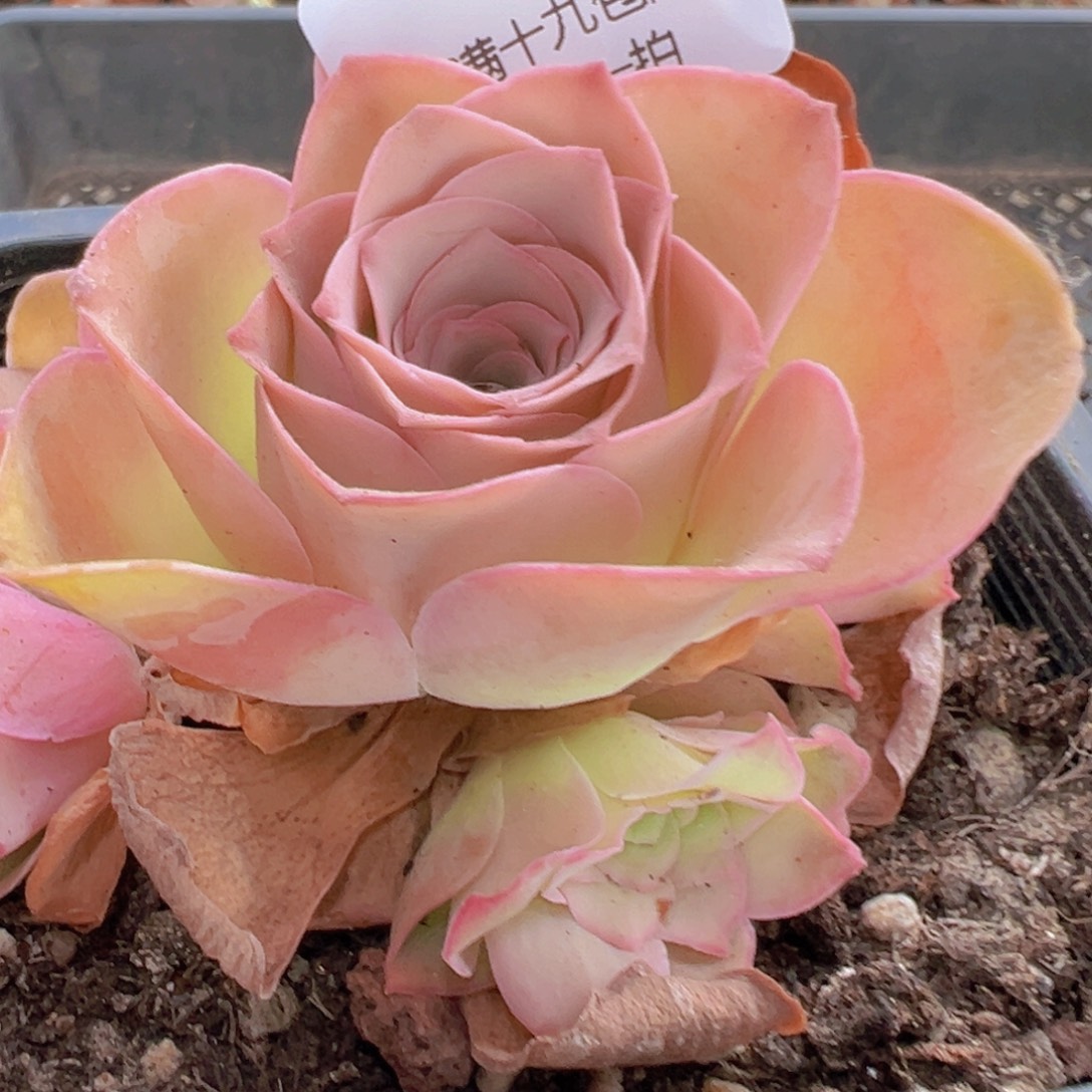 347 山地玫瑰基地福利