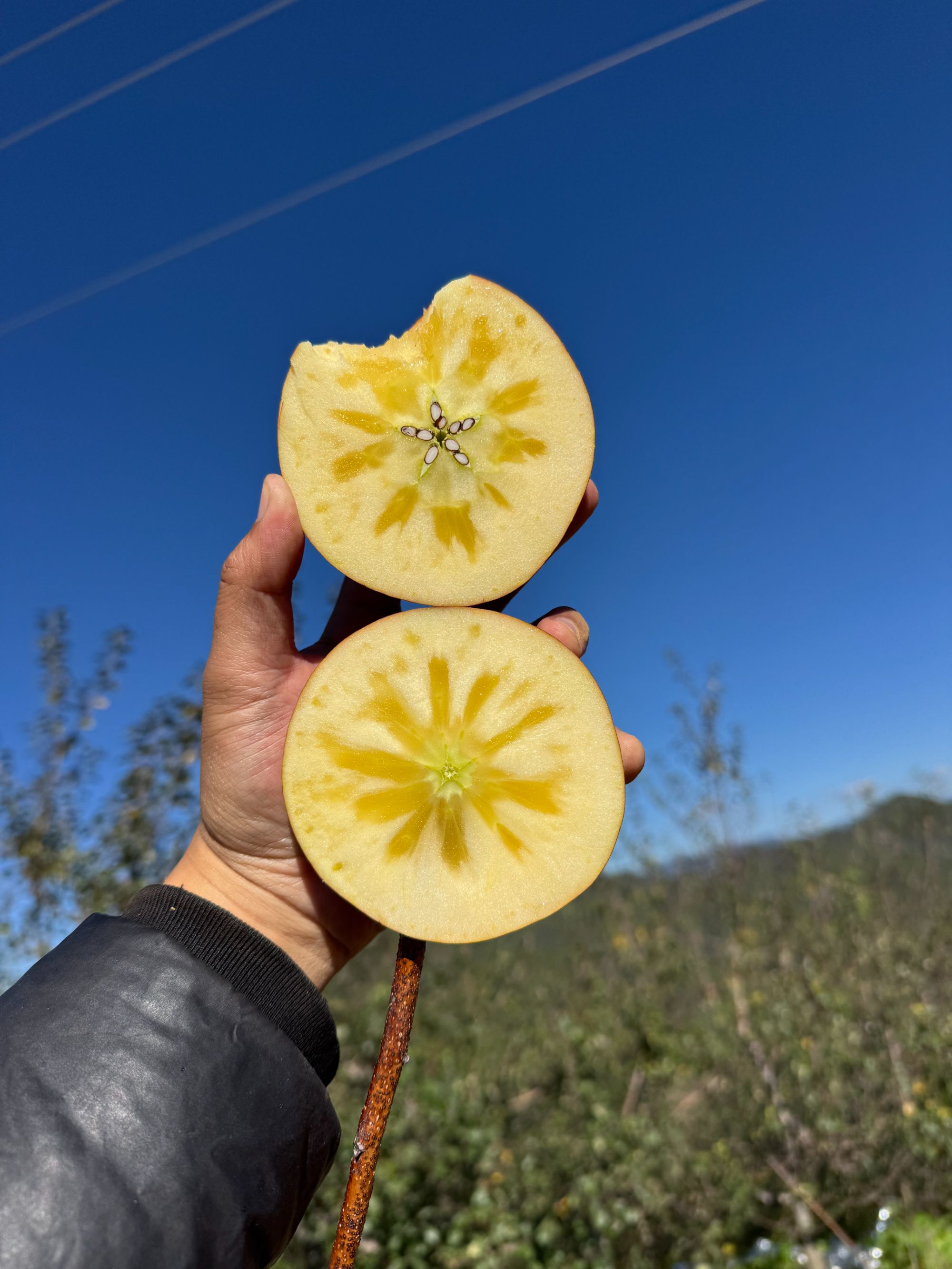 盐源冰糖心丑苹果新鲜现摘四川大凉山丑苹果新鲜苹果5/8斤