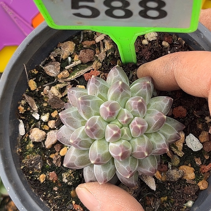 多肉植物申公豹558