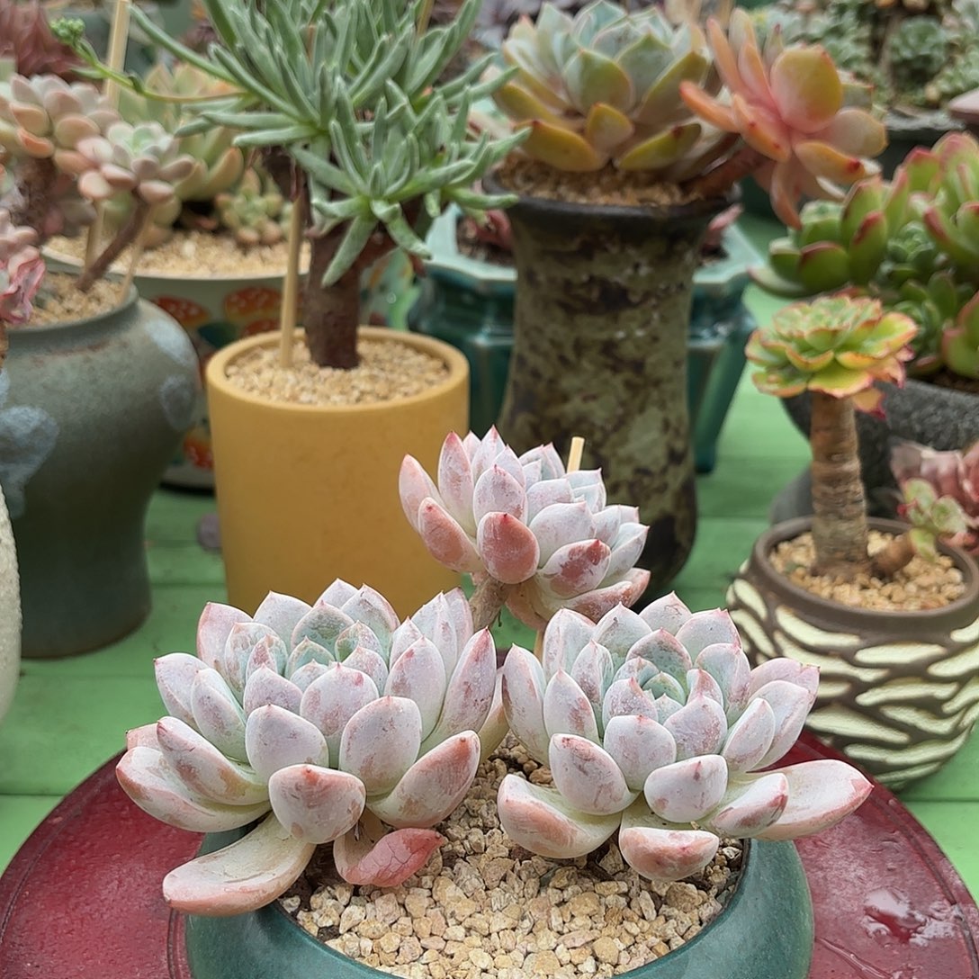 多肉植物啦啦啦啦啦