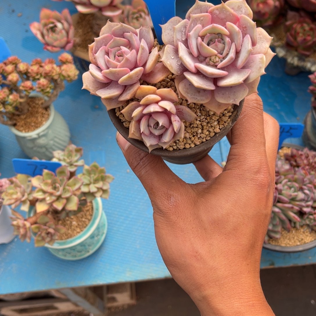 l**a501紫蝶多肉植物