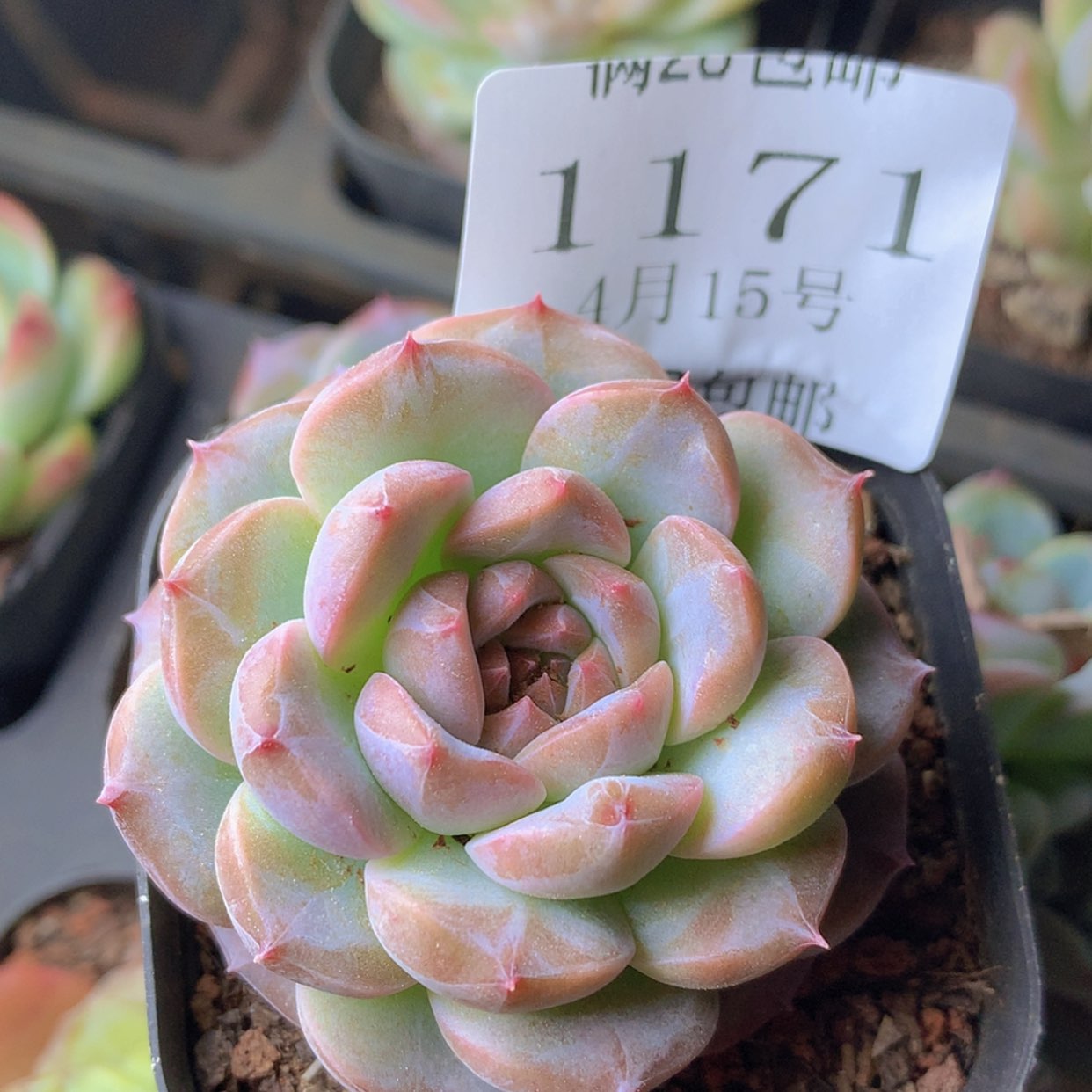 【闪购商品】云1171号