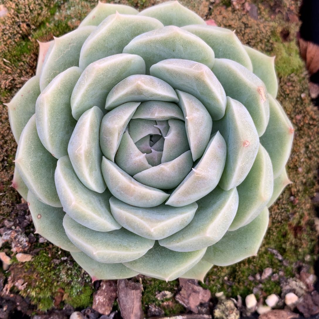 6507杂交多肉植物