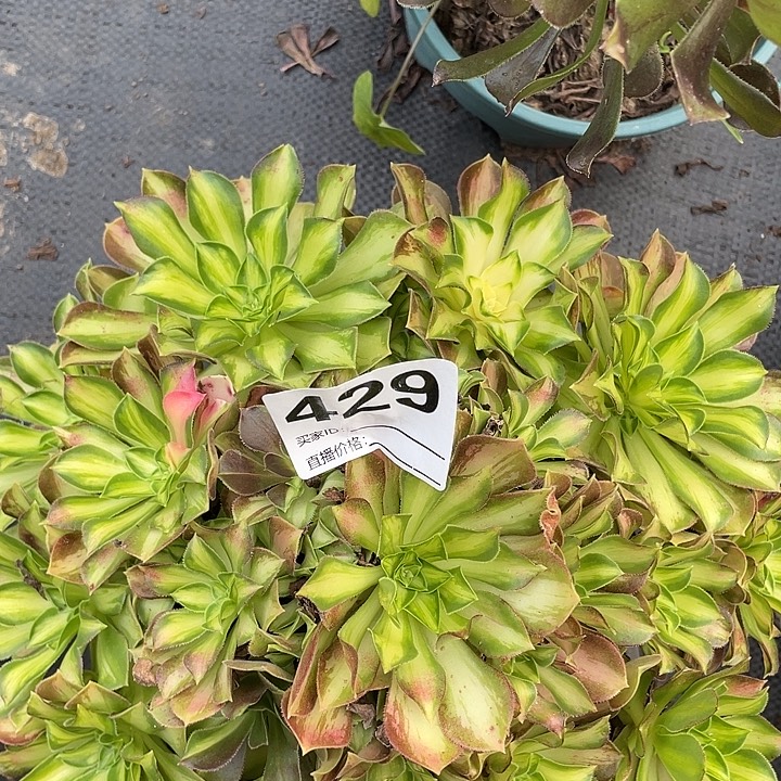 429韶华法师3-20花