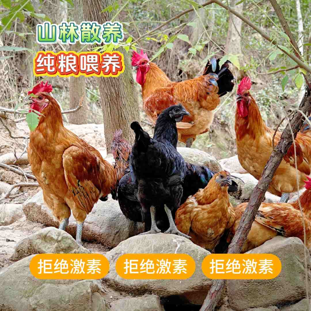 顺丰包邮正宗农村自家散养纯粮土鸡 