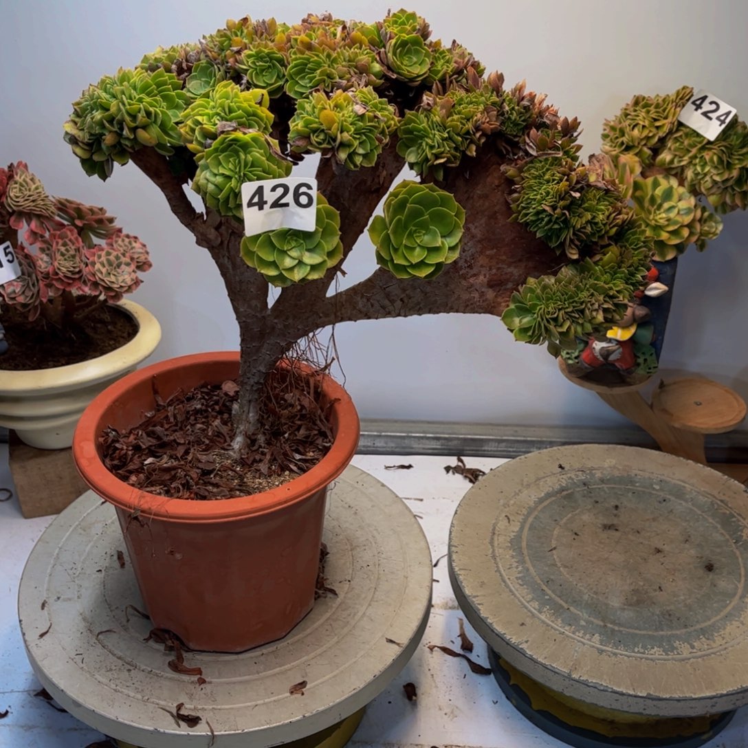 小****多肉植物万缀426根部有修