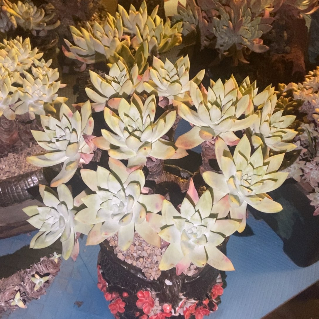 帕翠莎多肉植物啦啦啦